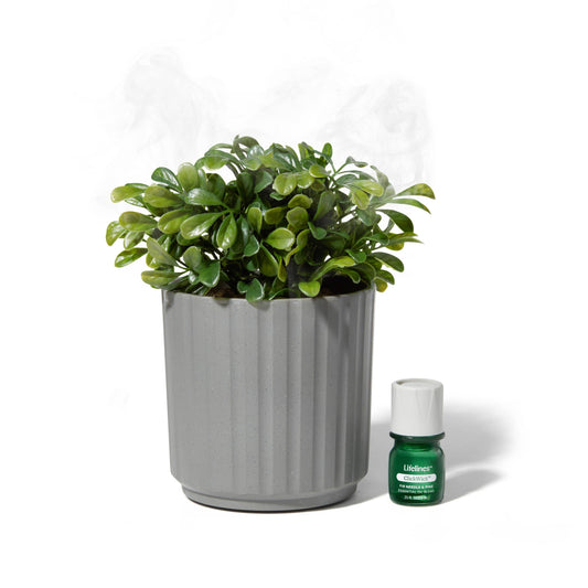 Plant Diffuser - Boxwood Plant - Ribbed Gray