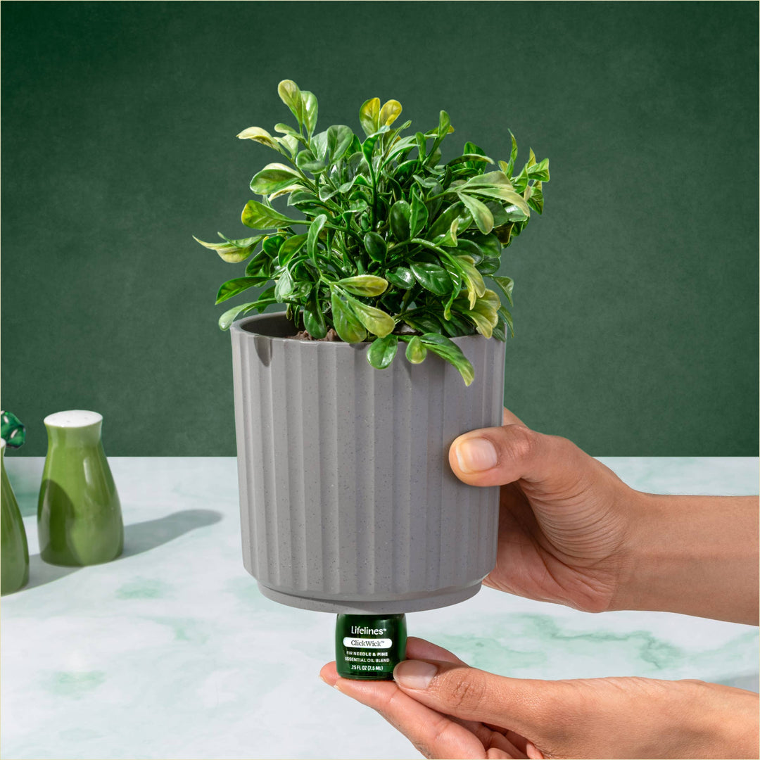 Plant Diffuser - Boxwood Plant - Ribbed Gray