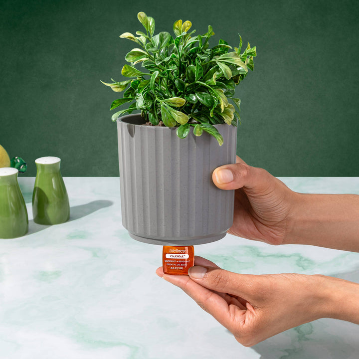 ClickWick Citrus Refill-For Candle/Plant/Shower Diffusers