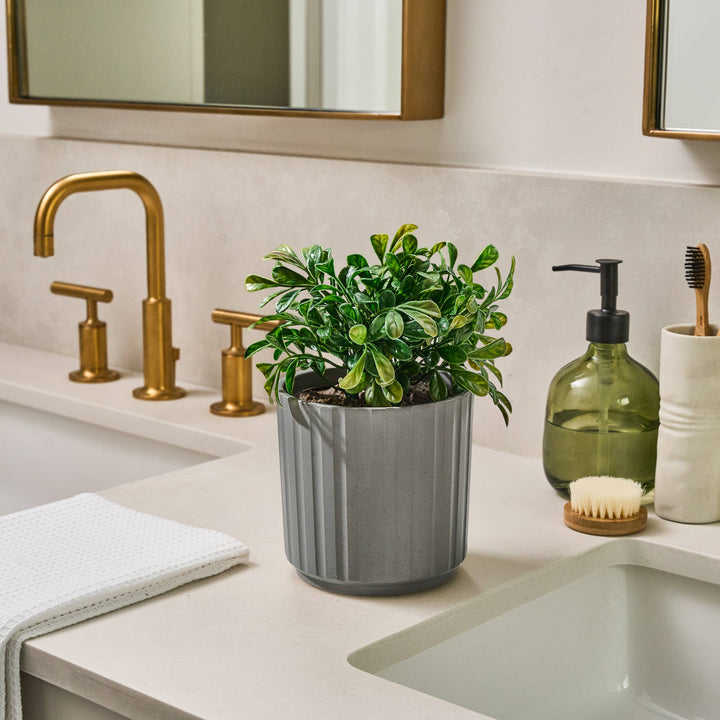 Plant Diffuser - Boxwood Plant - Ribbed Gray